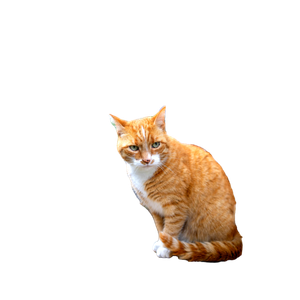 Charming Ginger Cat Relaxing On A Wooden Bench In A Scenic Haarlem Street. Perfect Urban Pet Moment. 13819 - Cat PNG image with transparent background
